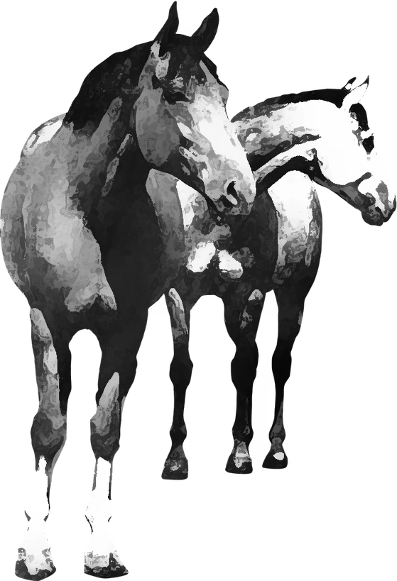 Centre équestre Les Poneys de la Fontaine, Saint-Julien-le-Roux — deux chevaux